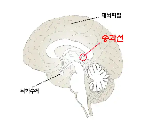 멜라토닌 호르몬을 분비하는 송과선의 위치 뇌의 단면 이미지. 멜라토닌 호르몬의 위치를 표시
