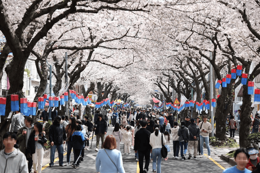 벚꽃의 진실-제주왕벚꽃 축제-이미지출처:비짓제주 https://www.visitjeju.net 제주 왕벚꽃 축재현장, 아름다운 벚꽃이 만발하고 많은사람들이 벚꽃 축제를 즐기고 있다. 이들도 왕벚꽃의 진실은 얼마나 알고 있을까?