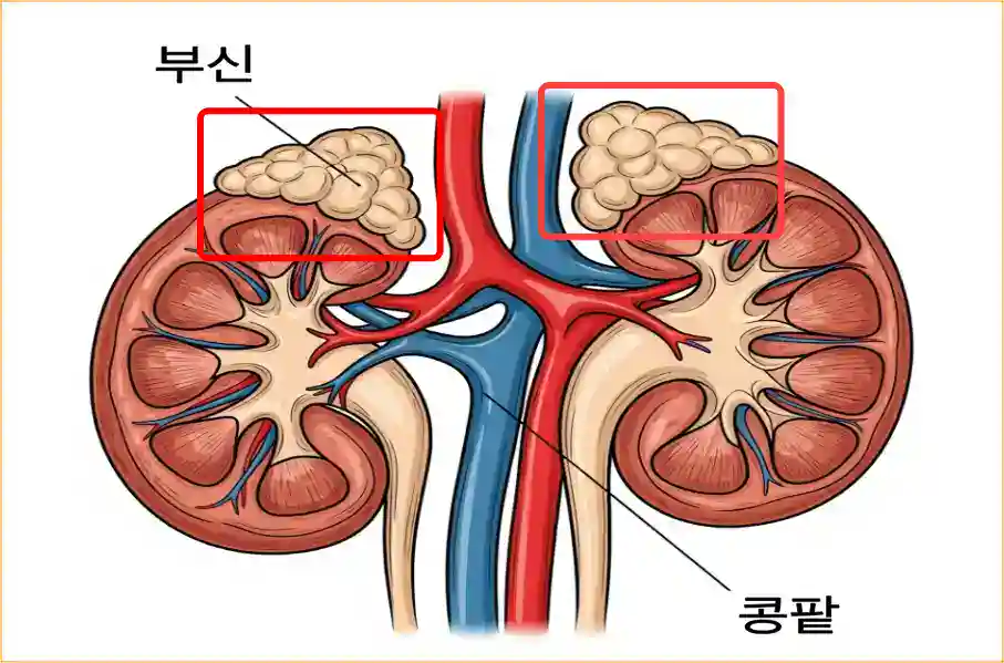부신의 위치 부신의 위치-콩팥 위에 작은 고깔모자처럼 붙어있다.