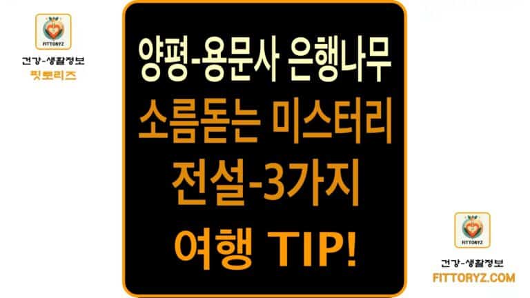 양평 용문사 은행나무 미스테리 전설3가지