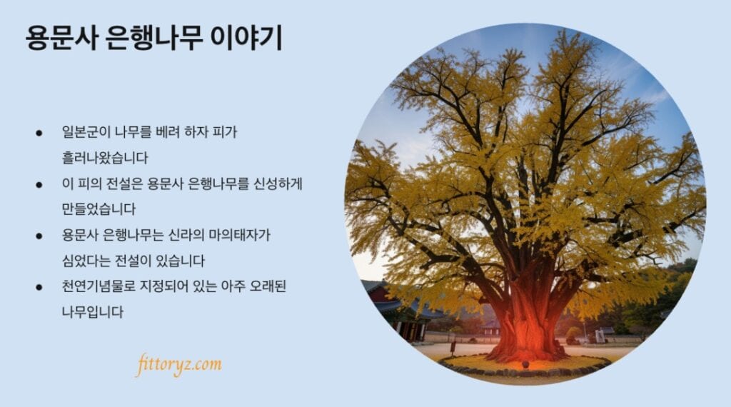 용문사 은행나무 이야기 슬라이드 요약