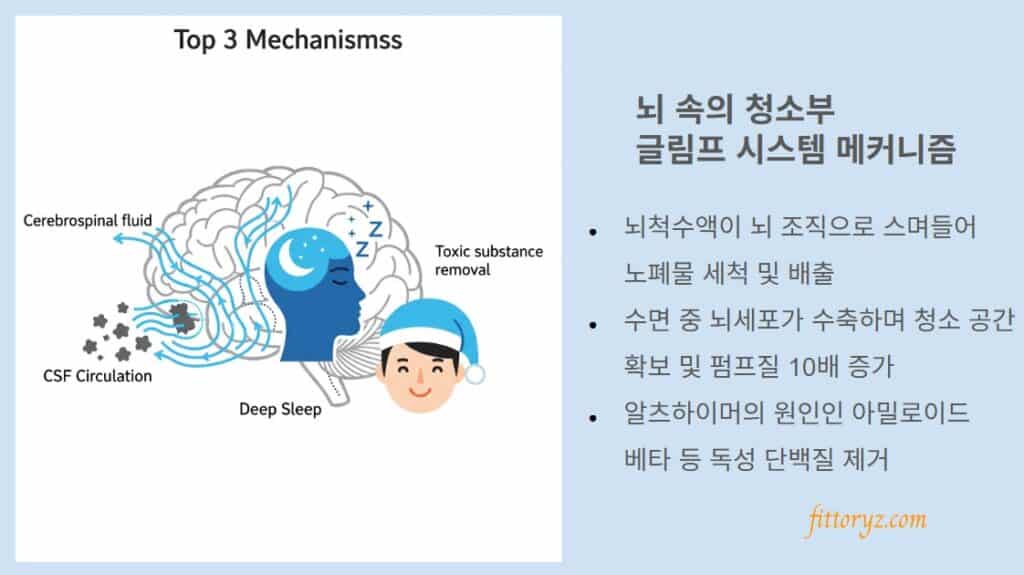 뇌 속의 청소부 글림프 시스템